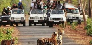Sawai Madhopur: प्रत्येक बुधवार जानवर मनाएंगे छुट्टी, राज्य के सभी टाइगर रिजर्व में विजिट रहेगी बंद Visit will be closed on every Wednesday in all Tiger Reserves of Rajasthan State