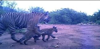 Rajasthan: अलवर के सरिस्का टाइगर रिजर्व से आई खुशखबरी, बाघिन एसटी-19 ने दो शावकों को दिया जन्म Good news came from Alwar Sariska Tiger Reserve tigress ST-19 gave birth to two cubs