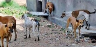 Rajasthan: बूंदी में कुत्तों ने 10 साल के बच्चे पर किया हमला, नोंच-नोंच कर खाया, इलाज के दौरान मौत Dogs attacked 10 year old child in Bundi mauled him to death