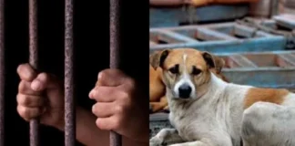 पार हुई हैवानियत की हदें! 39 कुत्तों के साथ बलात्कार करके उतारा मौत के घाट, वीडियो भी बनाया और फिर… – 24×7 Khabre Fatafat पार हुई हैवानियत की हदें! 39 कुत्तों के साथ बलात्कार करके उतारा मौत के घाट, वीडियो भी बनाया और फिर... - 24x7 India News